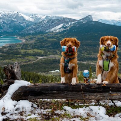 Screaming-Toller-Paw-for-Adventure